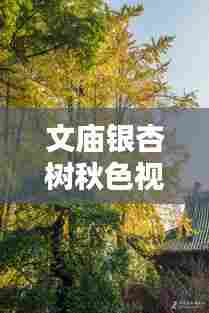 文庙银杏树秋色视觉盛宴,最新视频抢先看!