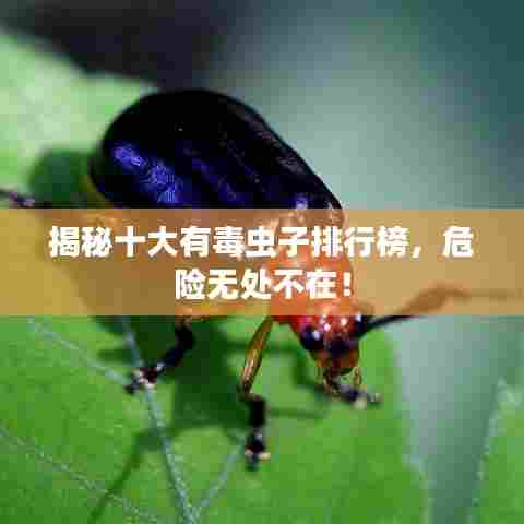 揭秘十大有毒虫子排行榜,危险无处不在!