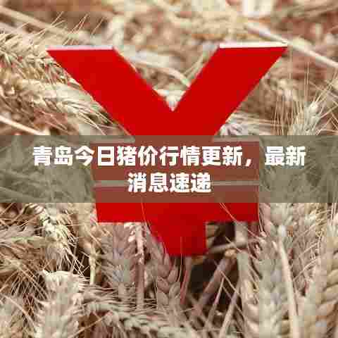 青岛今日猪价行情更新,最新消息速递
