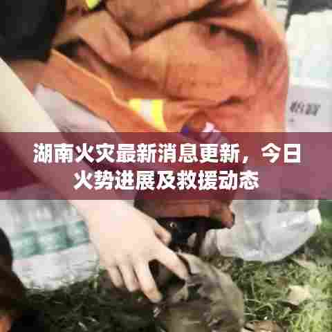 湖南火灾最新消息更新,今日火势进展及救援动态