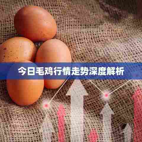 今日毛鸡行情走势深度解析