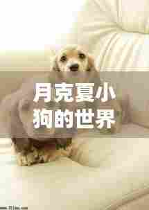 月克夏小狗的世界，揭秘宠物界的精彩瞬间