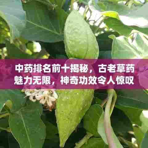 中药排名前十揭秘,古老草药魅力无限,神奇功效令人惊叹!