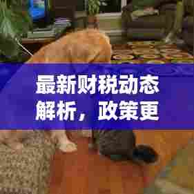 最新财税动态解析，政策更新与行业动态深度探讨