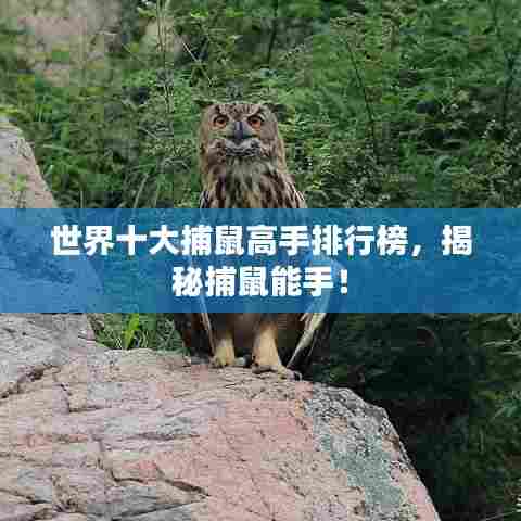 世界十大捕鼠高手排行榜，揭秘捕鼠能手！