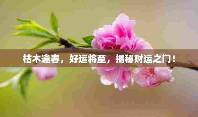 枯木逢春,好运将至,揭秘财运之门!