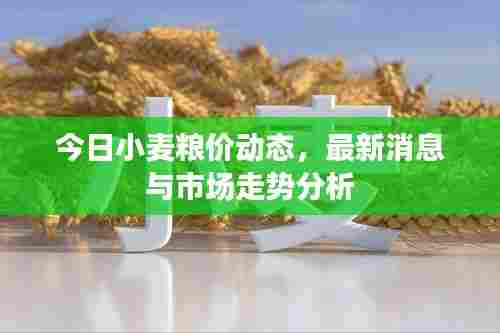 今日小麦粮价动态,最新消息与市场走势分析