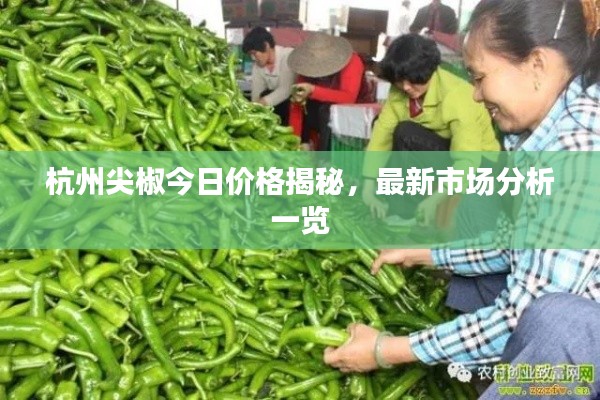 杭州尖椒今日价格揭秘，最新市场分析一览