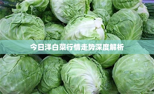 今日洋白菜行情走势深度解析