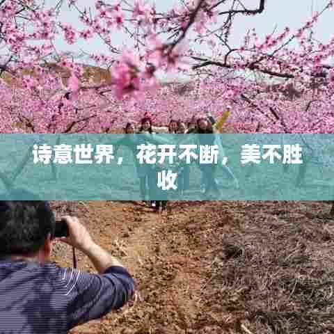 诗意世界，花开不断，美不胜收