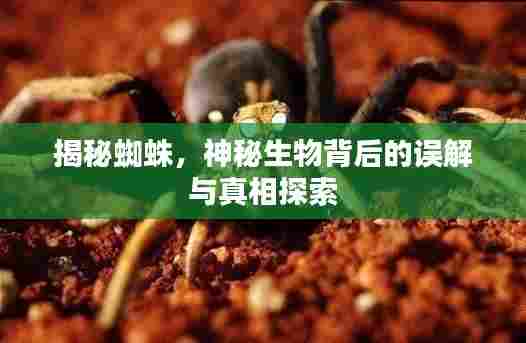 揭秘蜘蛛,神秘生物背后的误解与真相探索