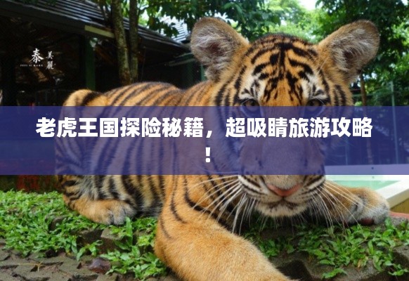 老虎王国探险秘籍,超吸睛旅游攻略!
