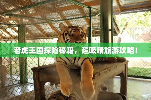 老虎王国探险秘籍,超吸睛旅游攻略!