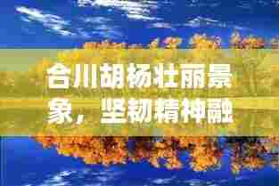 合川胡杨壮丽景象,坚韧精神融合新闻头条