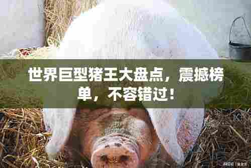 世界巨型猪王大盘点，震撼榜单，不容错过！