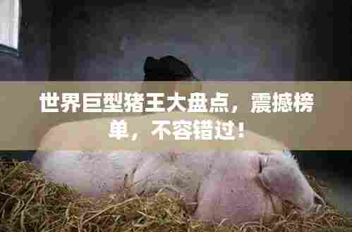 世界巨型猪王大盘点,震撼榜单,不容错过!