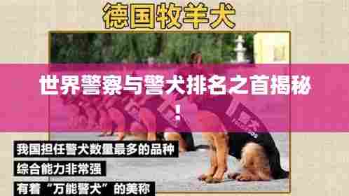 世界警察与警犬排名之首揭秘!