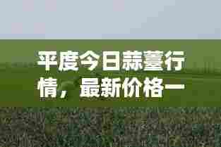 临危不惧 第5页