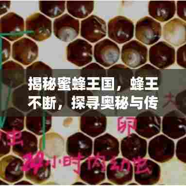 揭秘蜜蜂王国,蜂王不断,探寻奥秘与传奇之旅