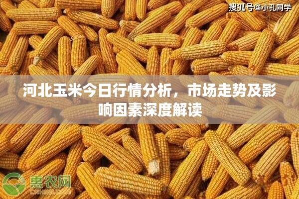 河北玉米今日行情分析，市场走势及影响因素深度解读