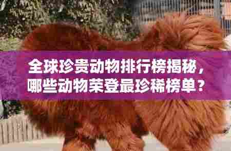 全球珍贵动物排行榜揭秘，哪些动物荣登最珍稀榜单？