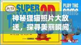 神秘狸猫照片大放送,探寻美丽瞬间惊艳你的眼球!