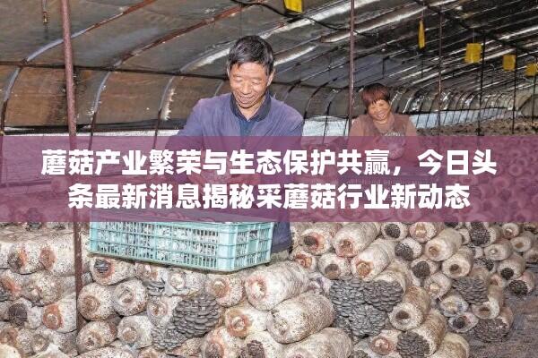 蘑菇产业繁荣与生态保护共赢，今日头条最新消息揭秘采蘑菇行业新动态