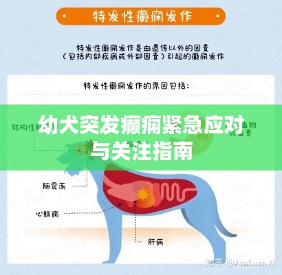 幼犬突发癫痫紧急应对与关注指南