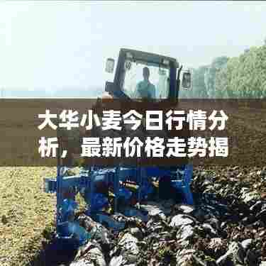 大华小麦今日行情分析,最新价格走势揭秘