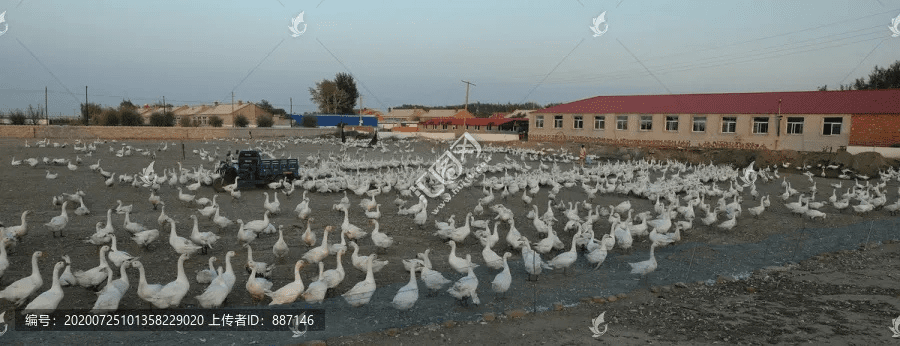 养鹅官方下载,实效设计方案 CT_v7.785